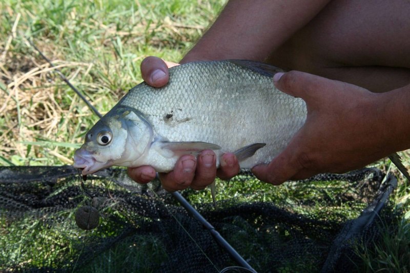 Лещ – Abramis brama