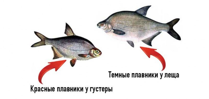 Густера подлещик лещ