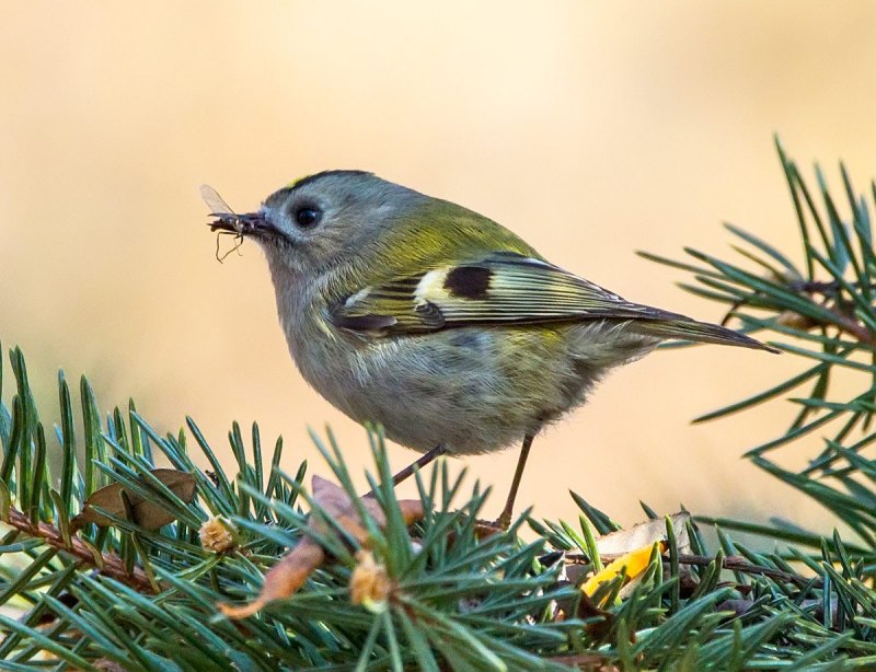 Желтоголовый королёк (Regulus Regulus)