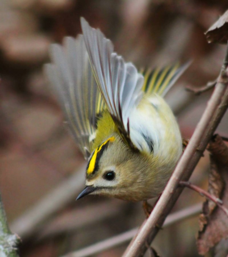 Желтоголовый королёк (Regulus Regulus)