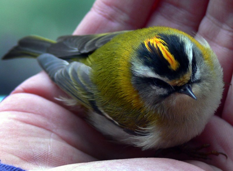 Желтоголовый королёк (Regulus Regulus)