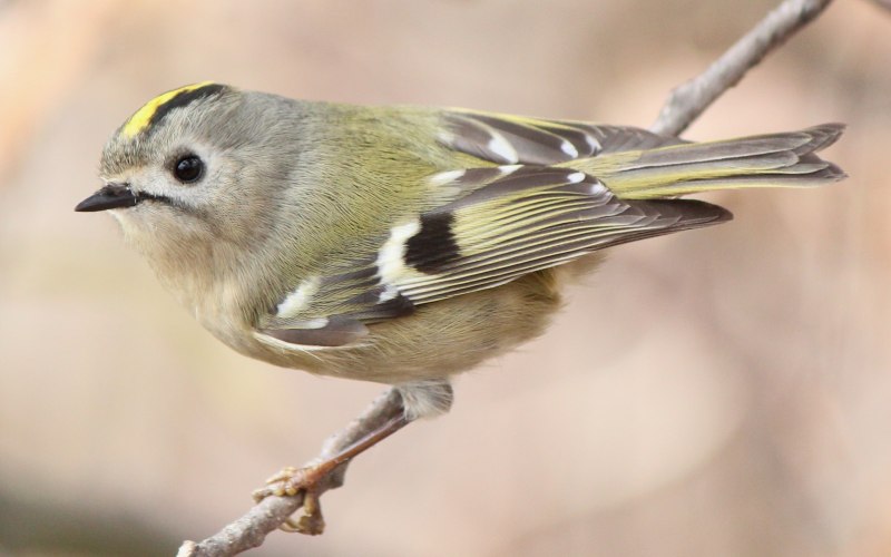 Желтоголовый королёк (Regulus Regulus)