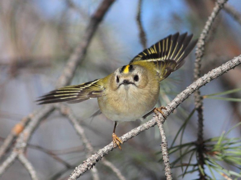 Желтоголовый Королек (Regulus Regulus (l., 1758)