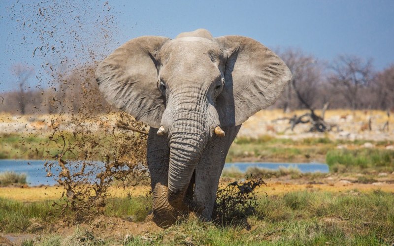 Ее Elephante
