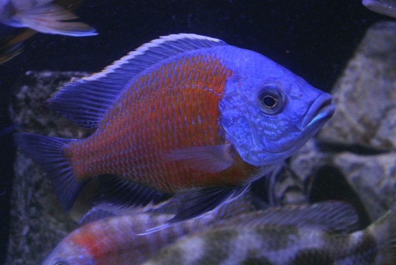 Aulonocara spec. Cobue