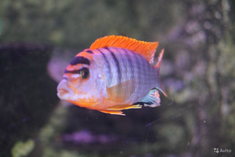 Аулонокара Fire Fish Ice