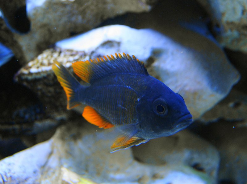 Copadichromis mbenjii