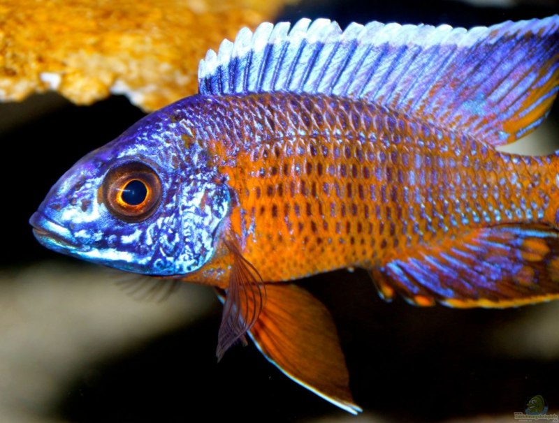 Dimidiochromis strigatus
