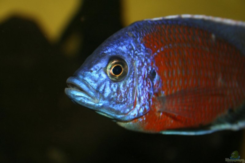 Copadichromis geertsi