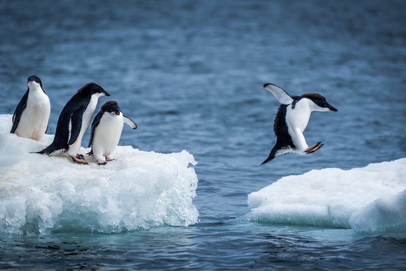 Adele Penguins