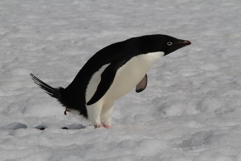 Adélie Penguin