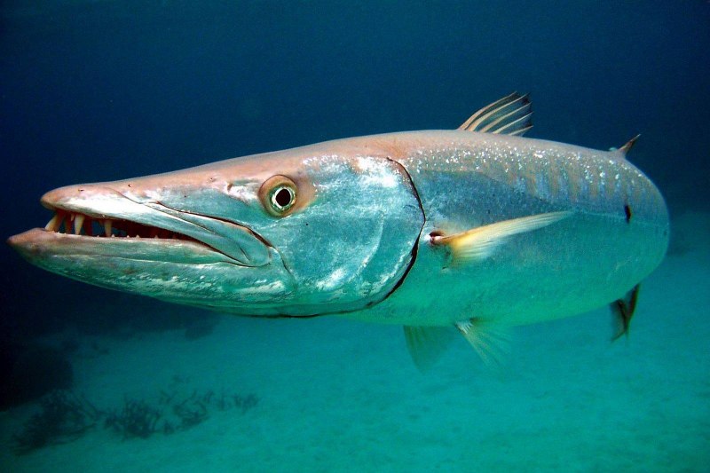 Лансунг рыба (65 фото)