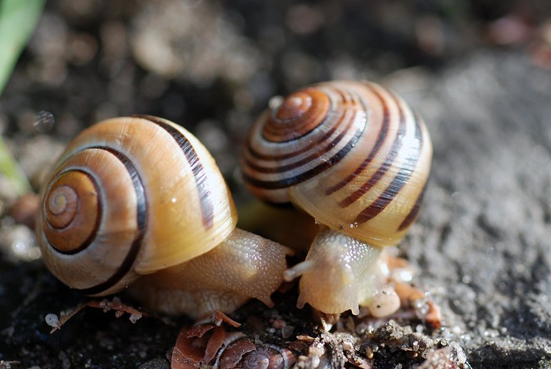 Information about Snails