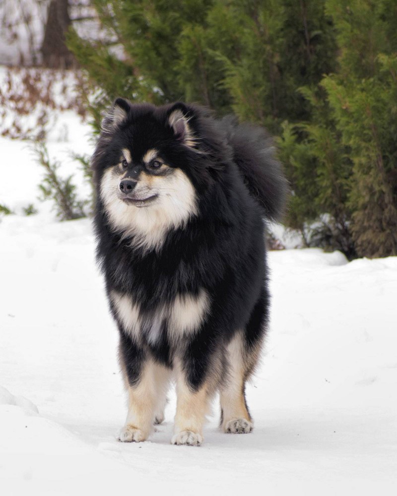 Lapsk Vallhund