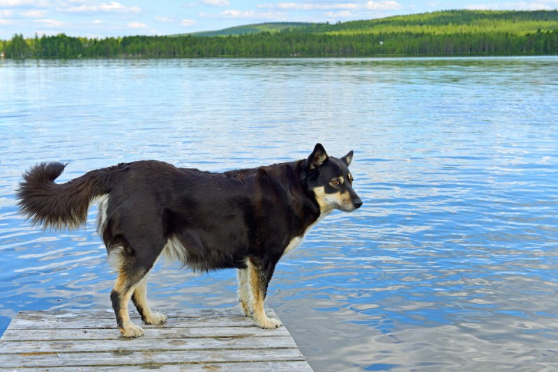 Финский Хунд