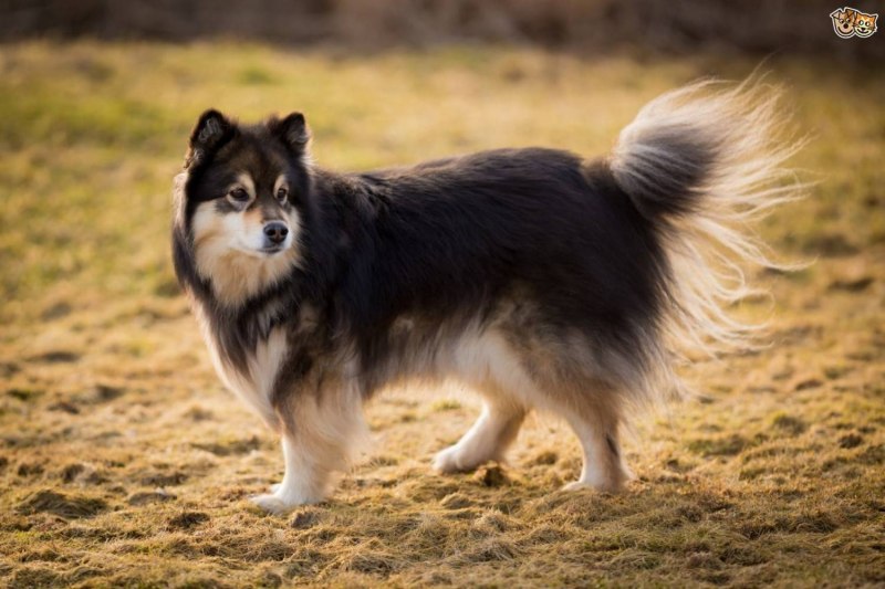 Lapponian Herder порода