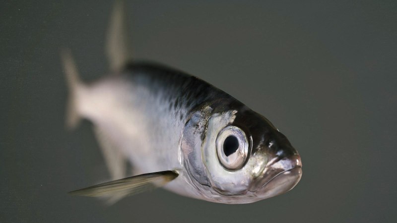 Верховка Leucaspius delineatus