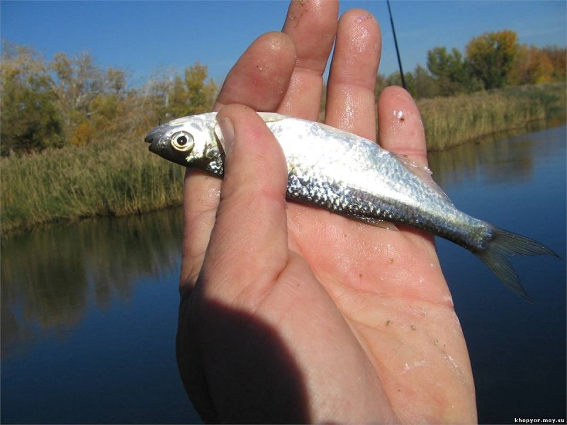 Уклейка Alburnus Alburnus