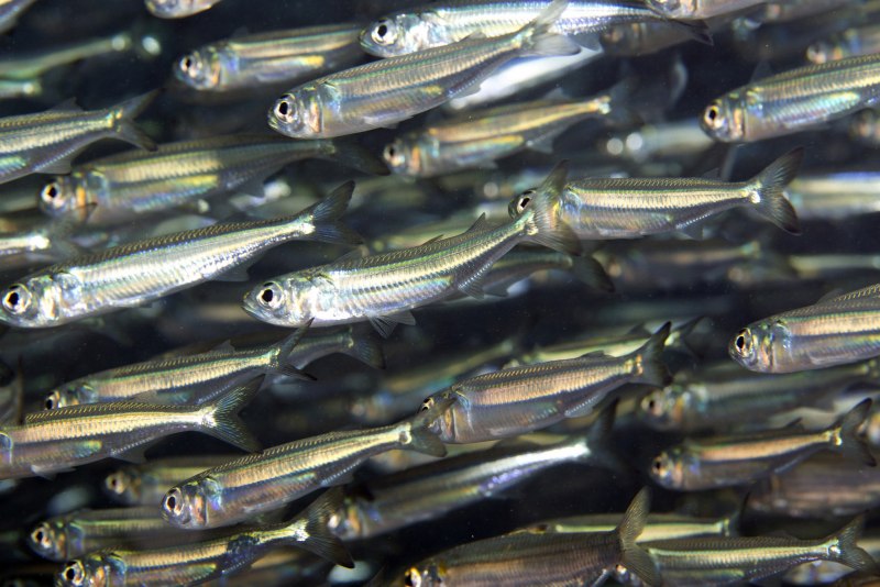 Чехони (Pelecus)
