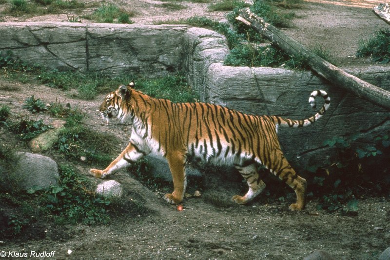 Туранский каспийский тигр (69 фото)