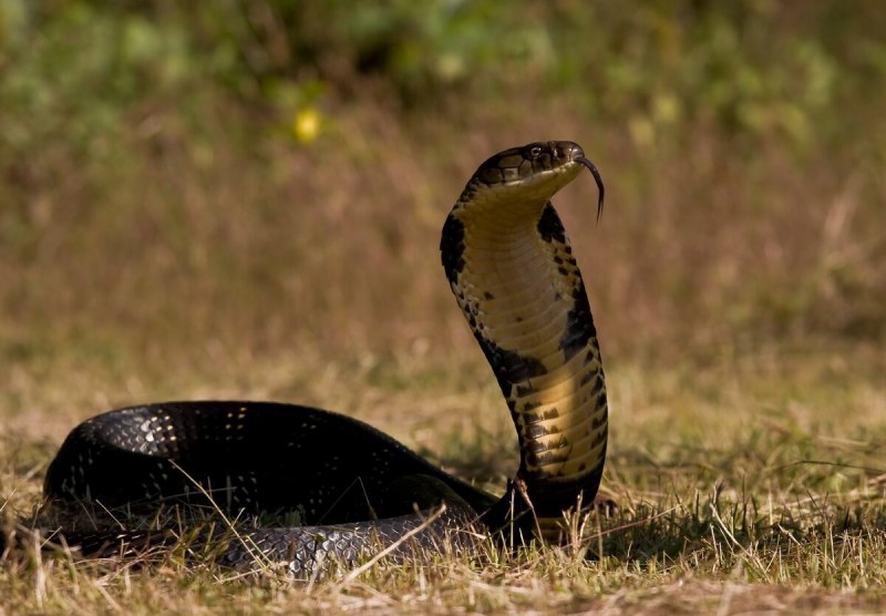 Королевская кобра (65 фото)