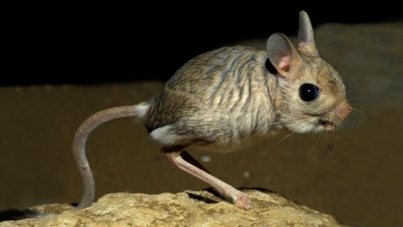 Jaculus jaculus