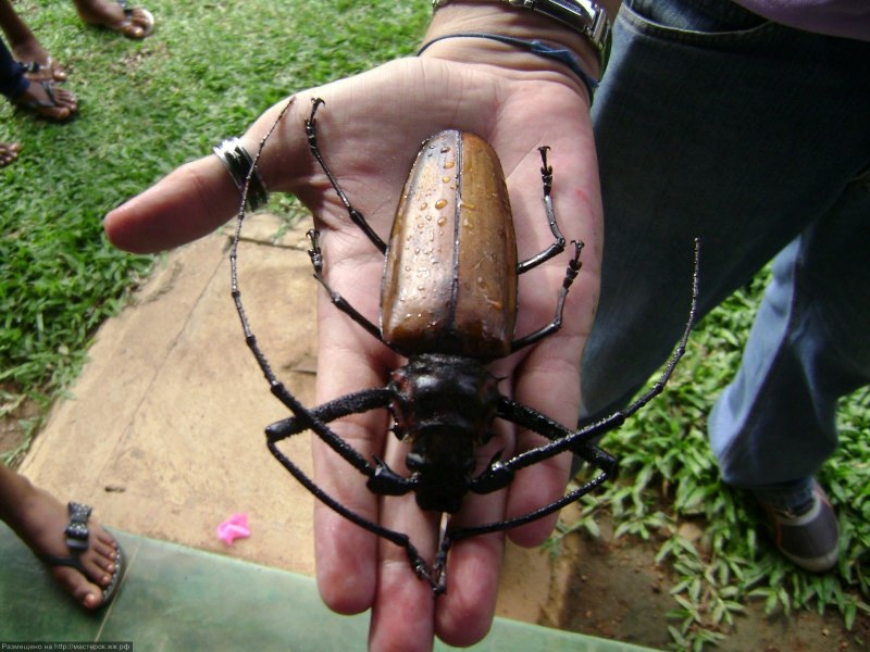 Дровосек гигант жук (62 фото)
