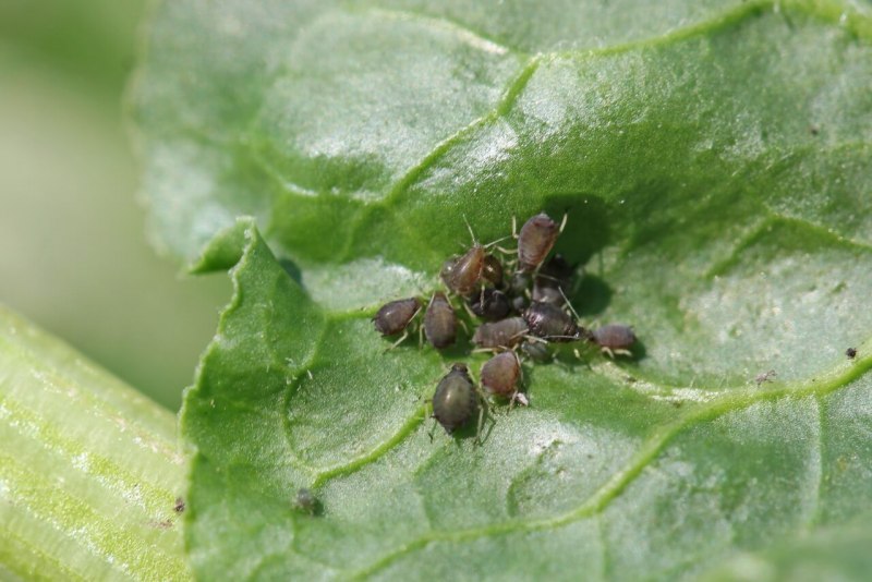 Aphis fabae