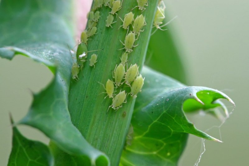 Aphis fabae