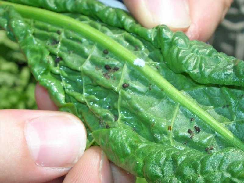 Macrosiphum euphorbiae