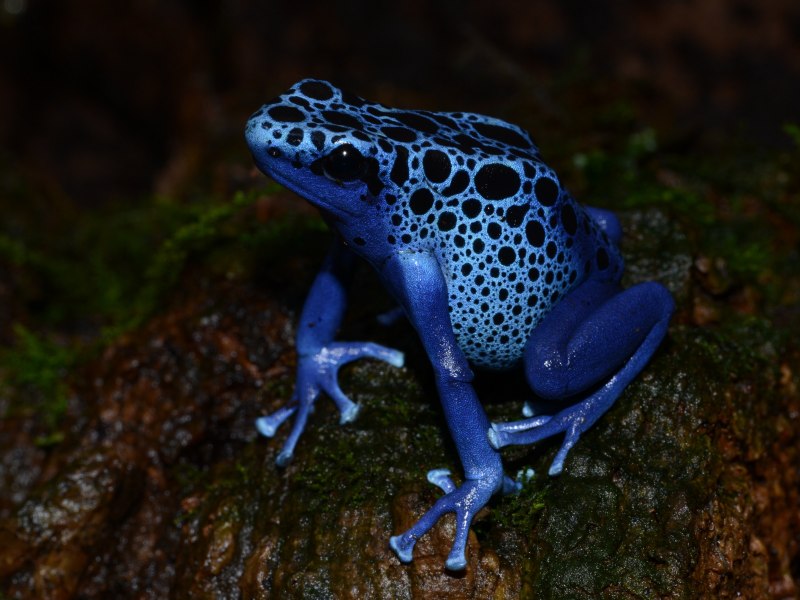 Голубая жаба (70 фото)