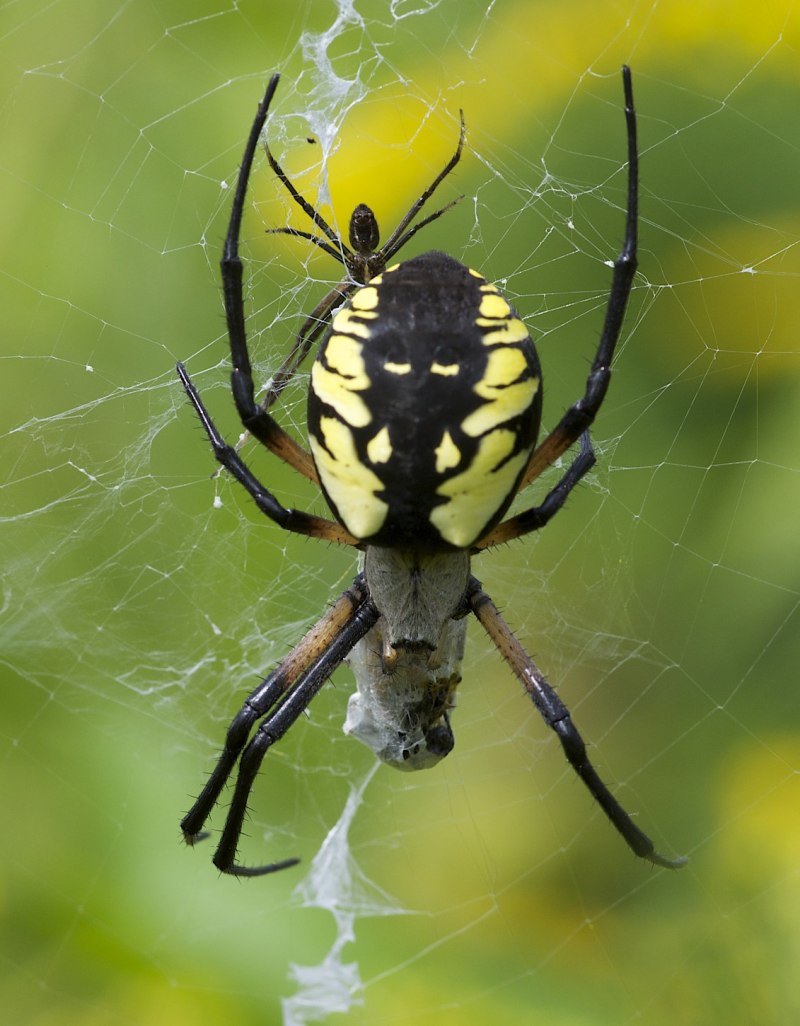 Желтосумый паук (71 фото) - красивые фото и картинки pofoto.club