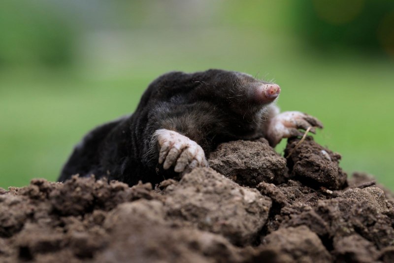 Mole talpa europaea