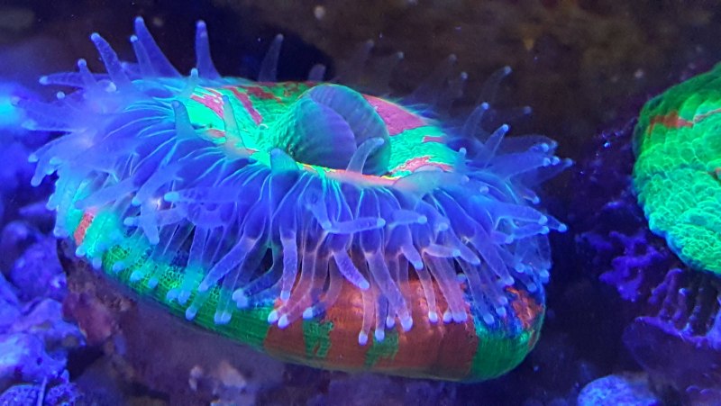 Медуза моллюск (54 фото)