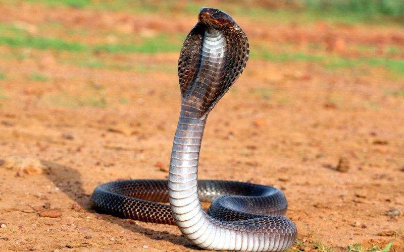 Очковая змея (71 фото)