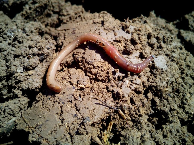 Лиманский червь (51 фото)