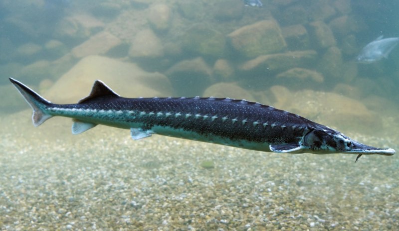 Севрюга – Acipenser stellatus Pallas, 1771