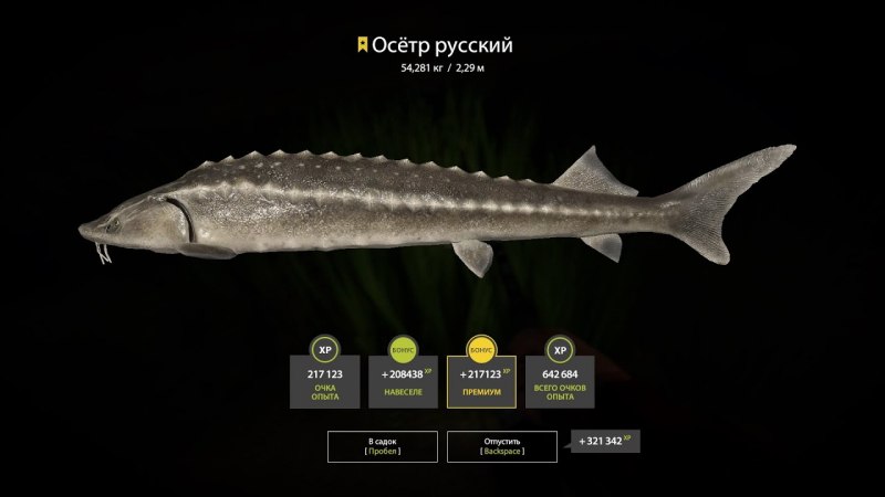 Белуга рыба в Азовском море