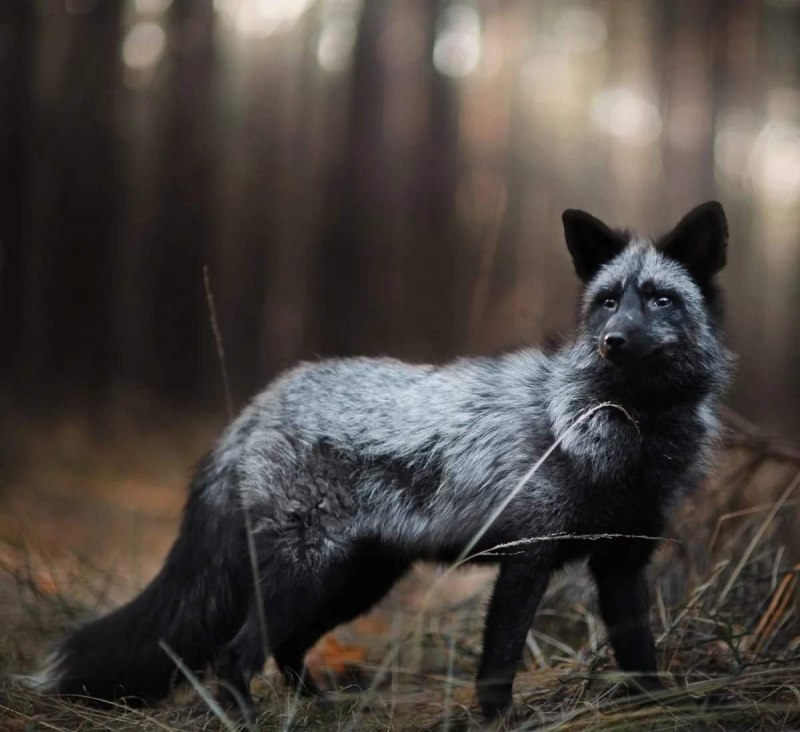 Темная лисица (67 фото)