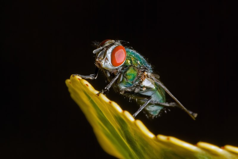 Зеленая муха (66 фото)