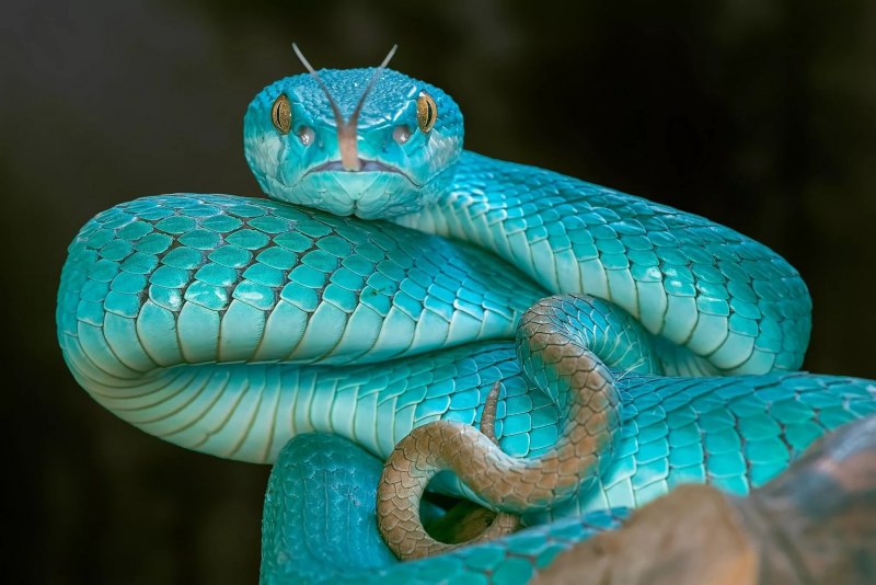 Голубая змея (60 фото)
