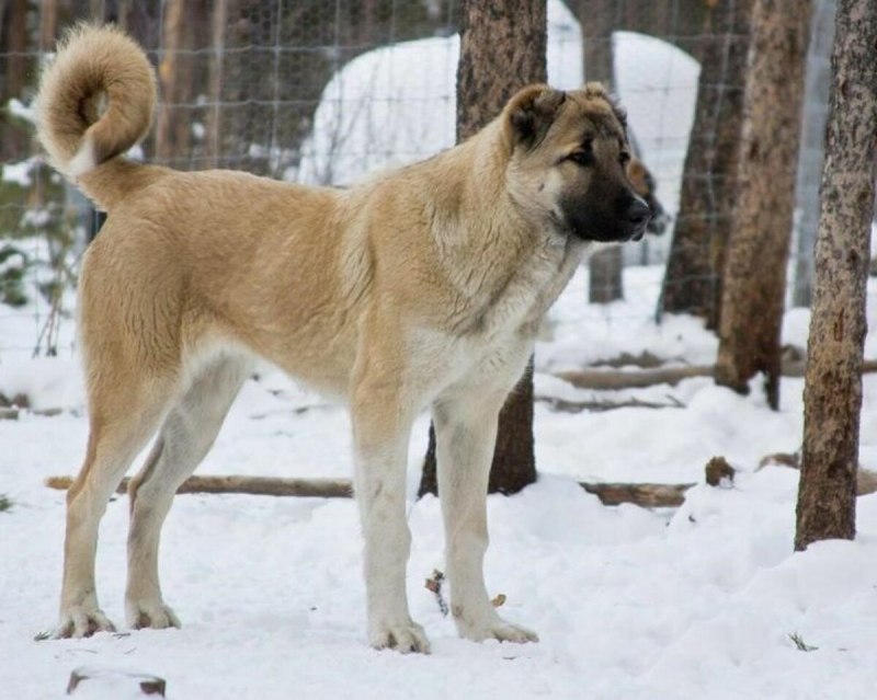 Армянский Гампр