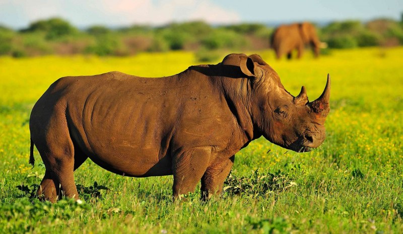 Носорог (66 фото)