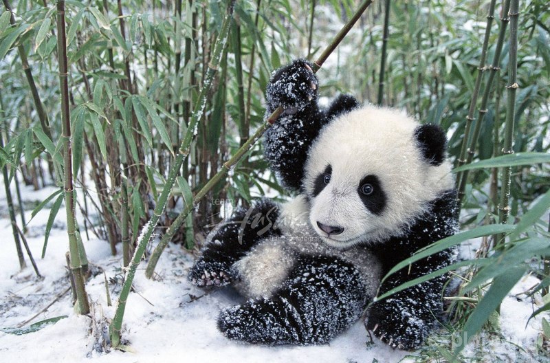 забавная панда в снегу