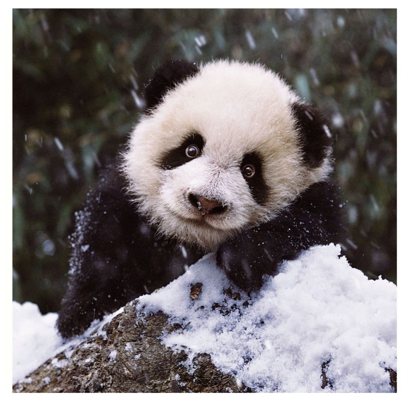 Снежная панда (68 фото)