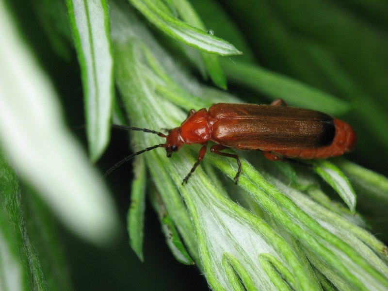 Rhagonycha fulva (Scopoli)