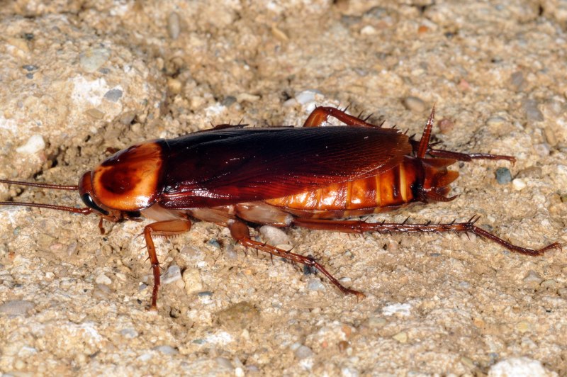 Oxyporus Rufus