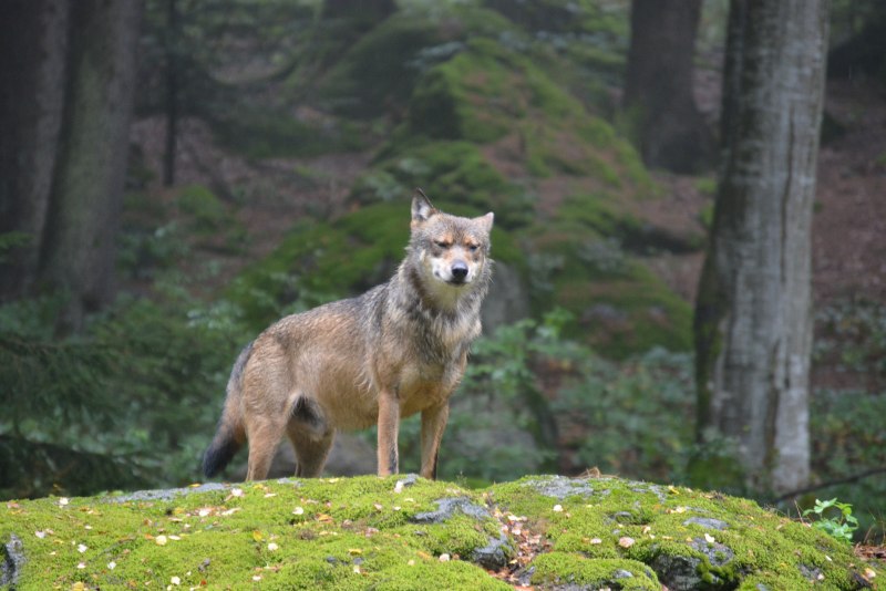 Canis Lupus Campestris