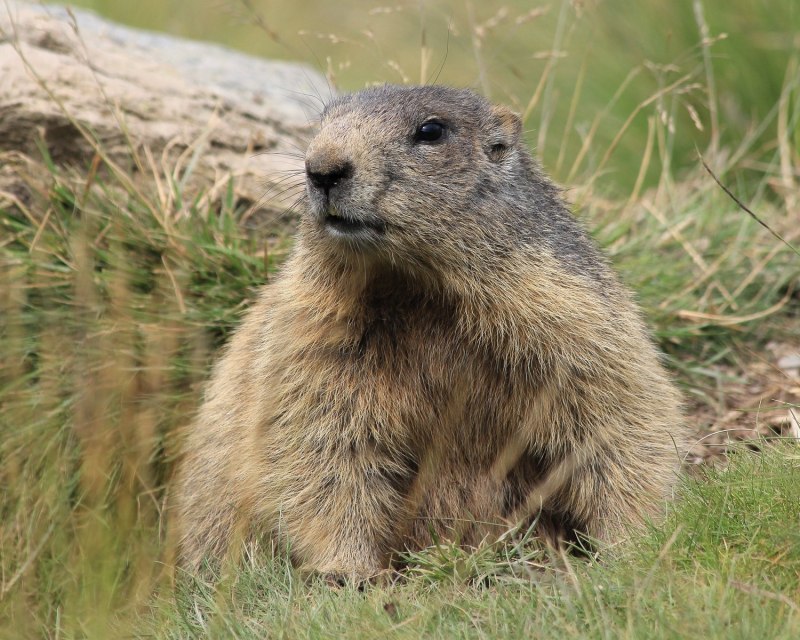 Горный Бобр