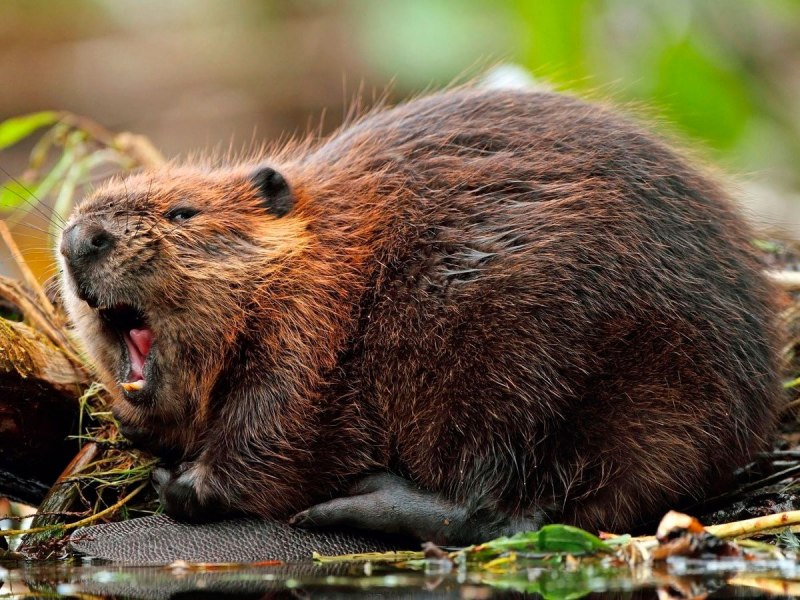 Горный Бобр